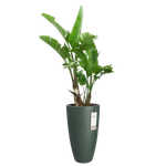 june round high 30cm emerald grün